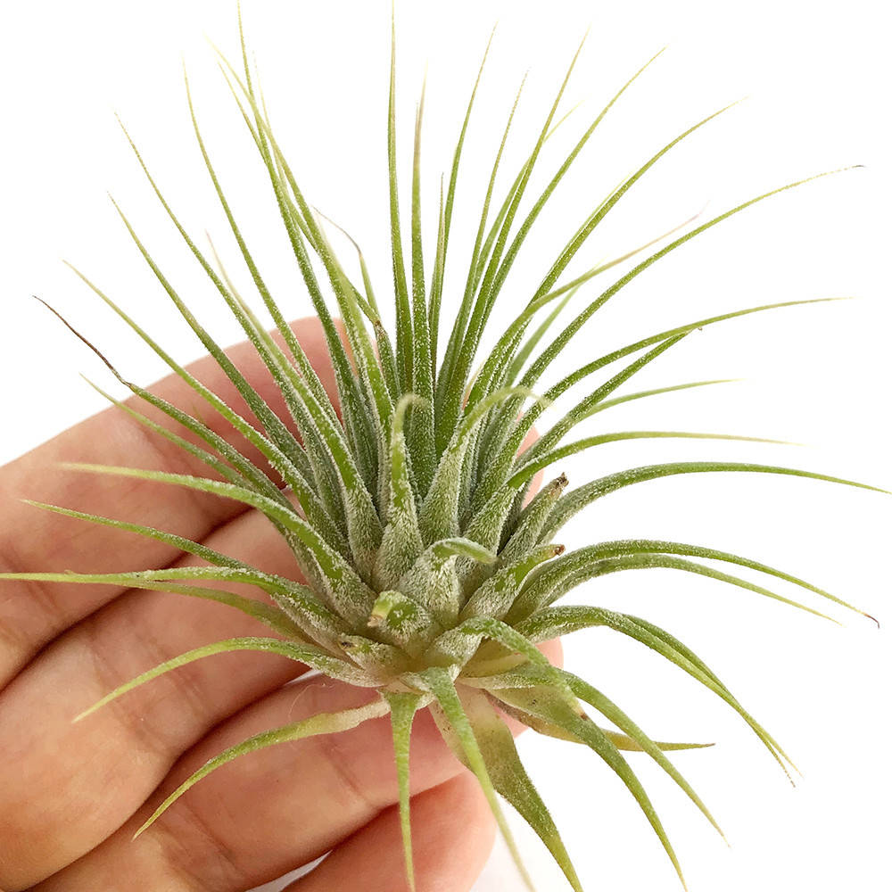 

Тилландсия атмосферная Ионанта Green (Tillandsia Ionantha Green)