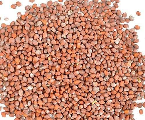 

Семена редиса зеленого микрозелень