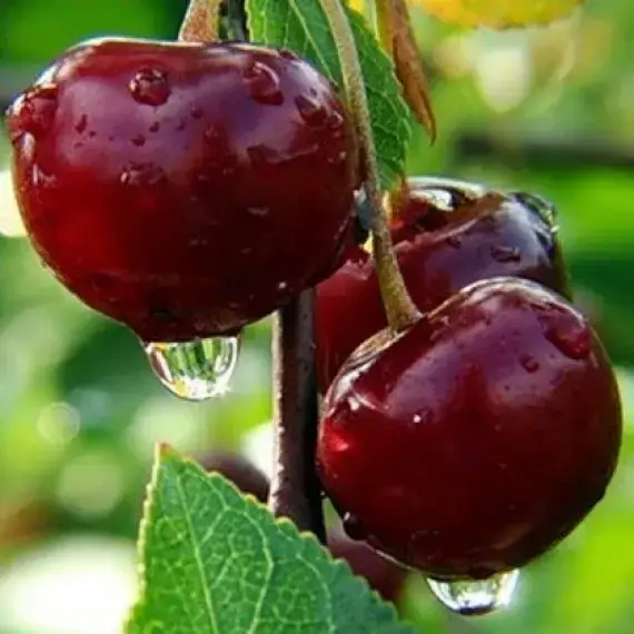 

Саджанці вишні КАРМІН ДЖУЕЛ пізнього терміну дозрівання (дворічний)