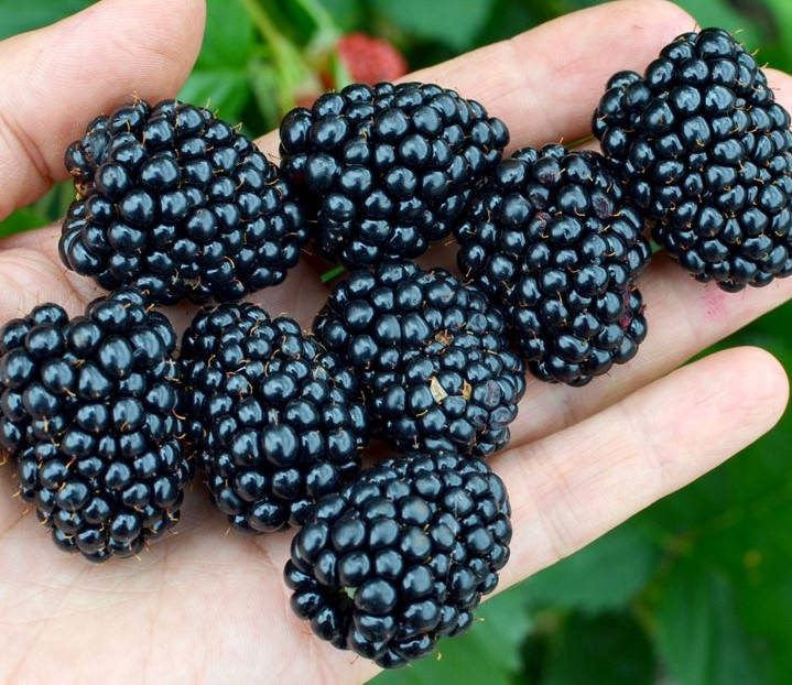 

Бесшипная ежевика, 2-3 летки, С 1-3 л