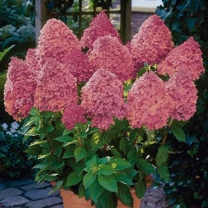 

Гортензія волотиста Меджикал Кендл / Hydrangea paniculata Magical Candle С5 /Н 40-50