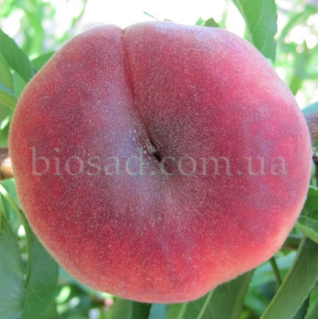 

Персик Инжирный Свит Кап (Sweet Cap),(Maillarflat)