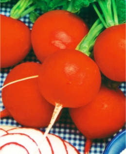 

Семена редиса Жара