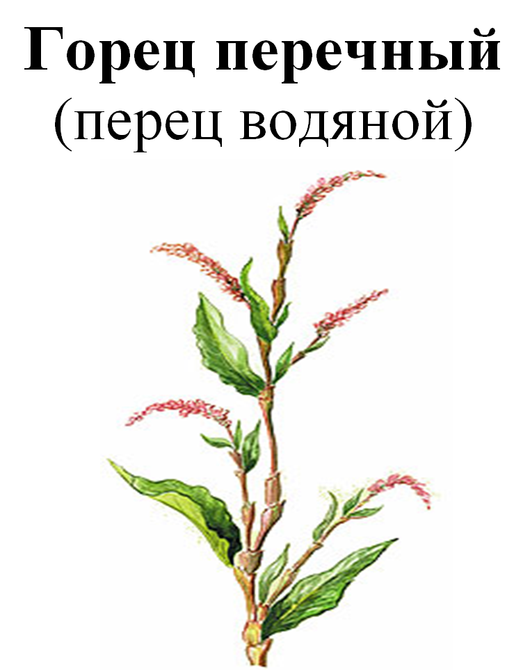 

Горец перечный (перец водяной), трава сухая, 30 грамм