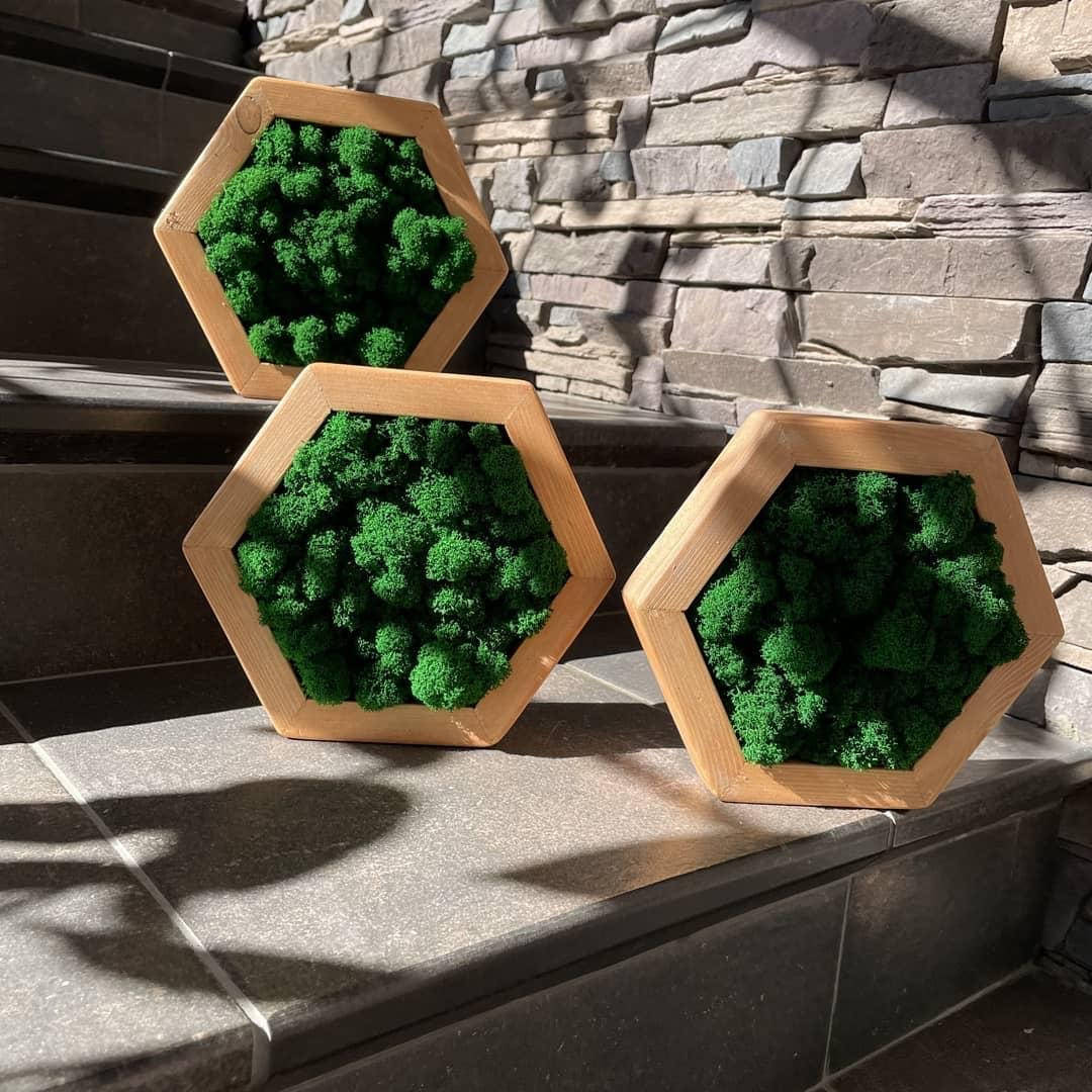 

Соти із стабілізованим мохомMiNature Moss 20см, плитка соти