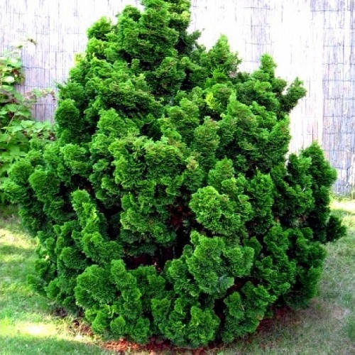 

Кипарисовик тупий Nana Gracilis 2 річний, Кипарисовик тупой Нана Грацилис, Chamaecyparis obtusa Nana Gracilis