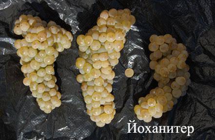 

Черенки винограда Йоханнитер