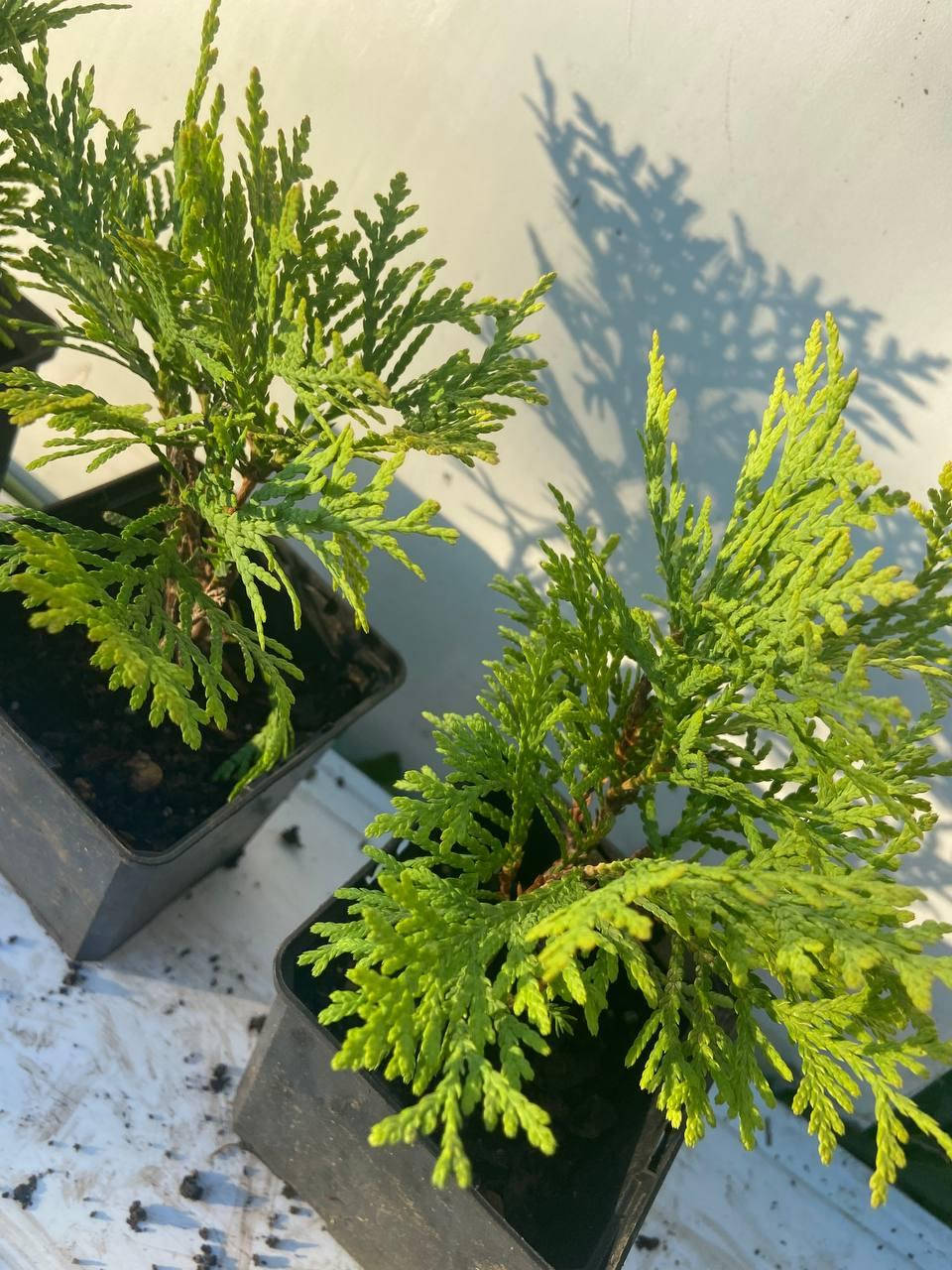 

Туя Западная Мириам (Thuja occidentalis Mirjam) 15 см