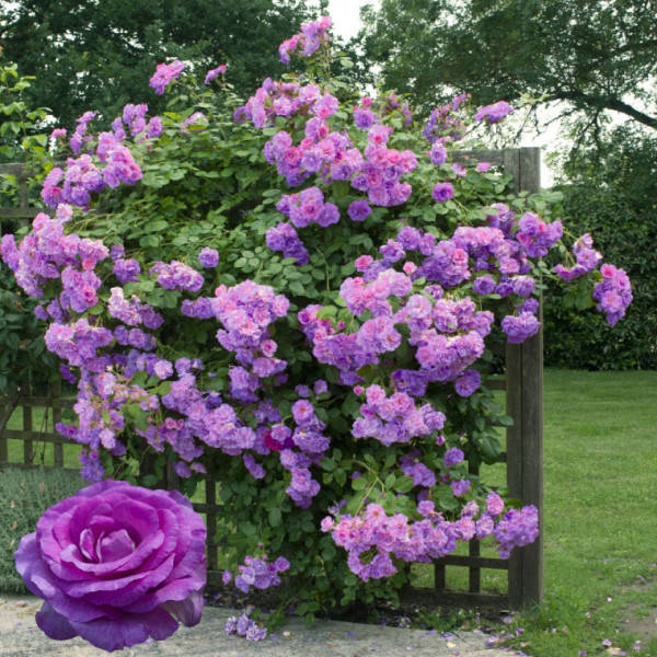 

Саженцы роз «Индиголетта» (плетистых) ЗКС