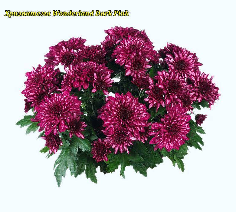 

Хризантема Wonderland Dark Pink (Страна чудес) рассада