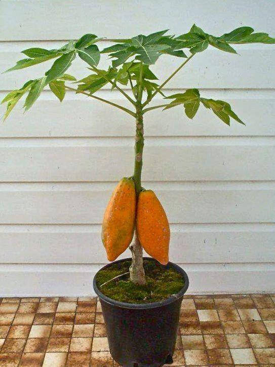 

Папая " Red Royale"