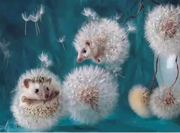 

Алмазная вышивка. Картина на подрамнике "Ежики-одуванчики", размер 40х30 см