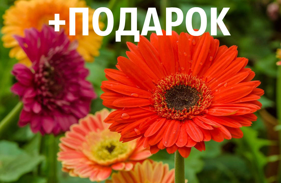 

Гербера садовая семена (20 шт)