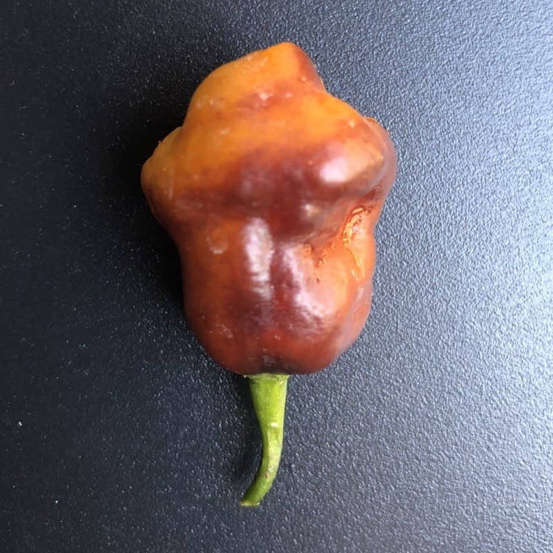 

Семена перца Пимента де Нейде (Pimenta de Neyde)