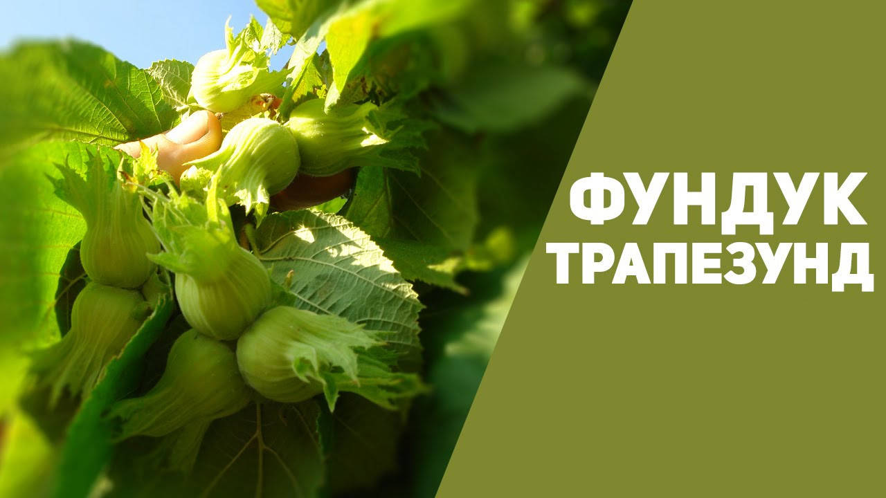 

Саженцы фундука «Трапезунд» (трехлетние)