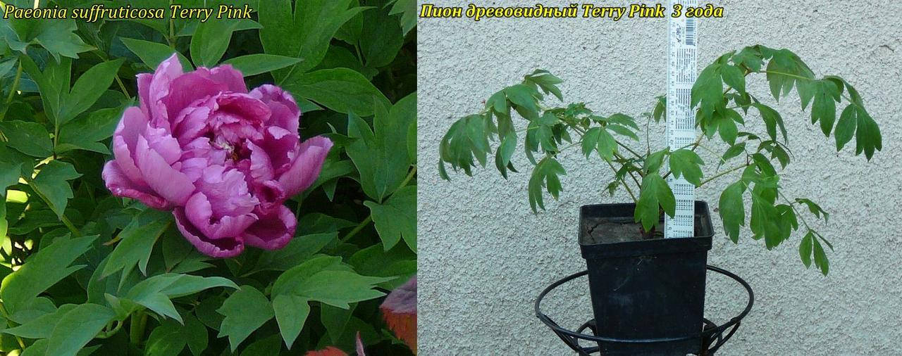 

Пион древовидный Terry Pink (Махровый Розовый) 3 года