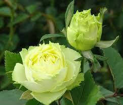 

Роза "Лимбо"