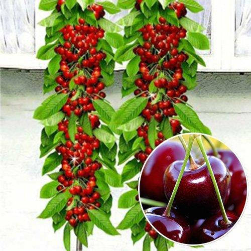 

Колоновидная вишня Восторг (ранне-средняя)