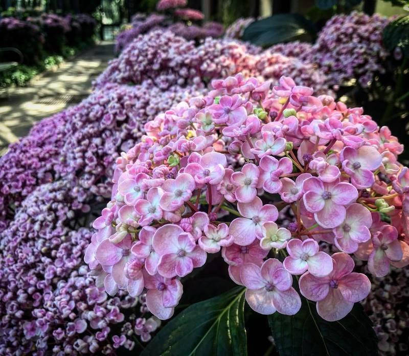 

Гортензия крупнолистная Аиша / С4 / Hydrangea macrophylla Ayesha