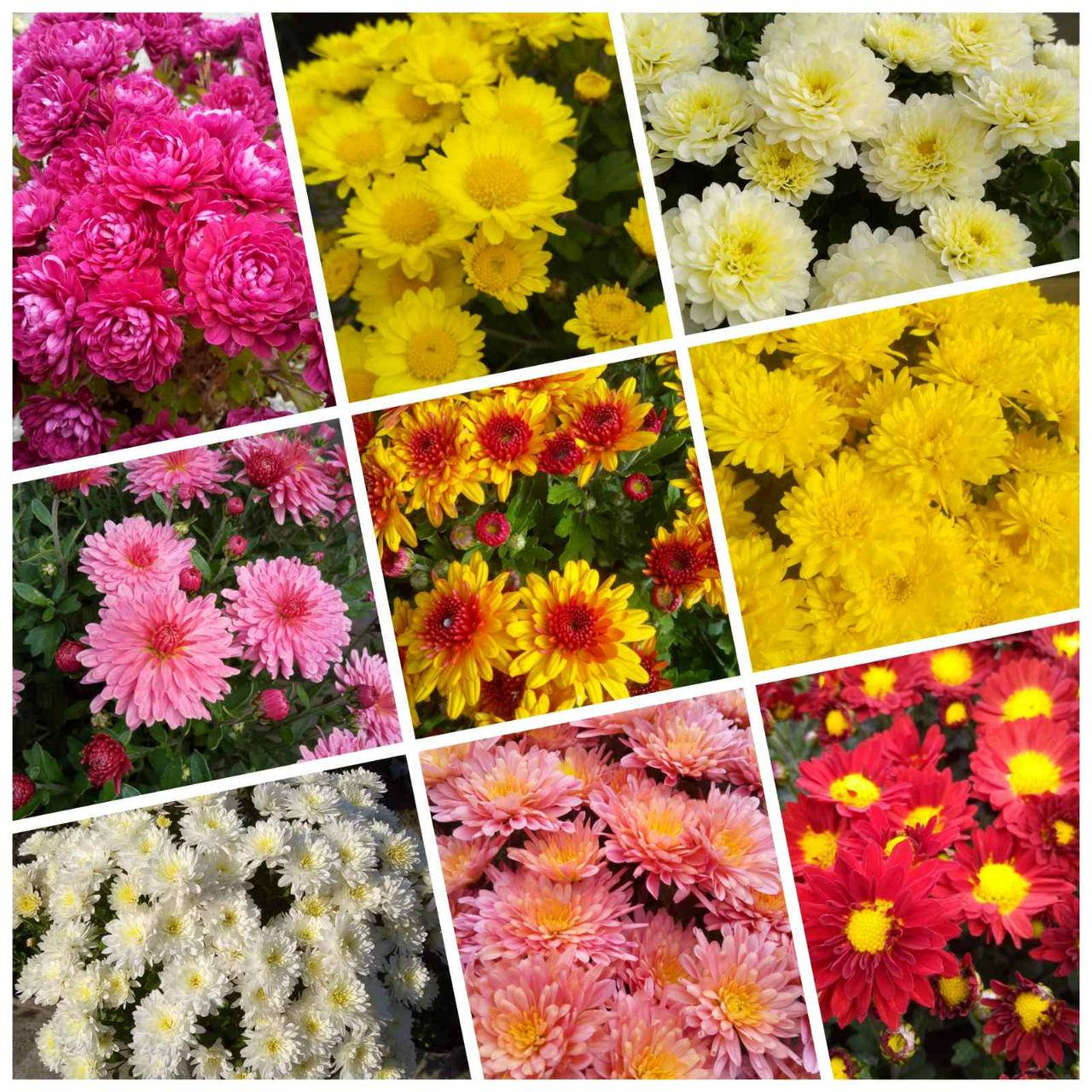 

Набор хризантемы мультифлора ( укорененный черенок) из 15шт