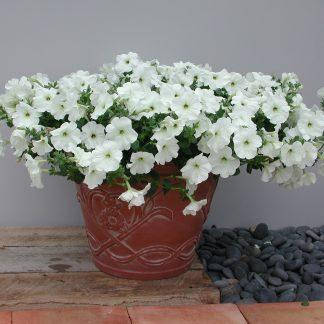 

Explorer 5 шт семена ампельной петунии Sakata Япония Clear White