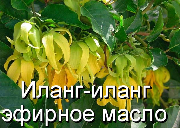 

Иланг иланг-эфирное масло(Германия)-10 мл