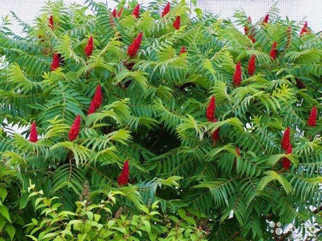 

Сумах пушистый или оленерогий (rhus typhina) уксусное дерево