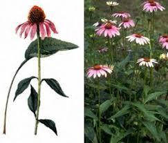 

Семена цветов Эхинацея пурпурная, Розовый