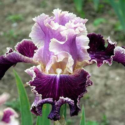 

Ирис New Leaf (корневища)