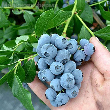 

Лохина Патриот