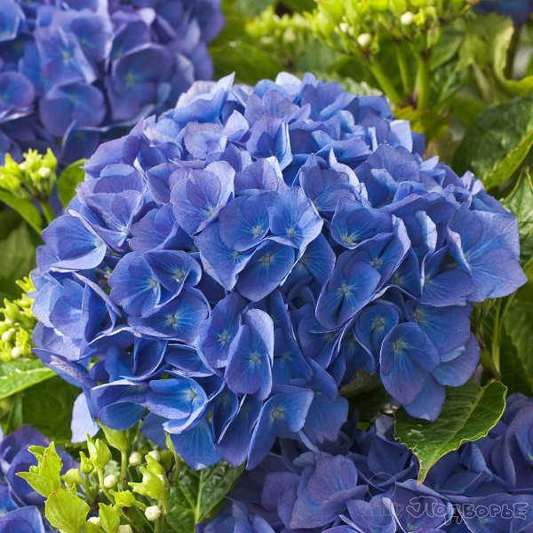 

Гортензія Крупнолиста - Макрофіла "Беби Блю"/Hydrangea Macrophylla