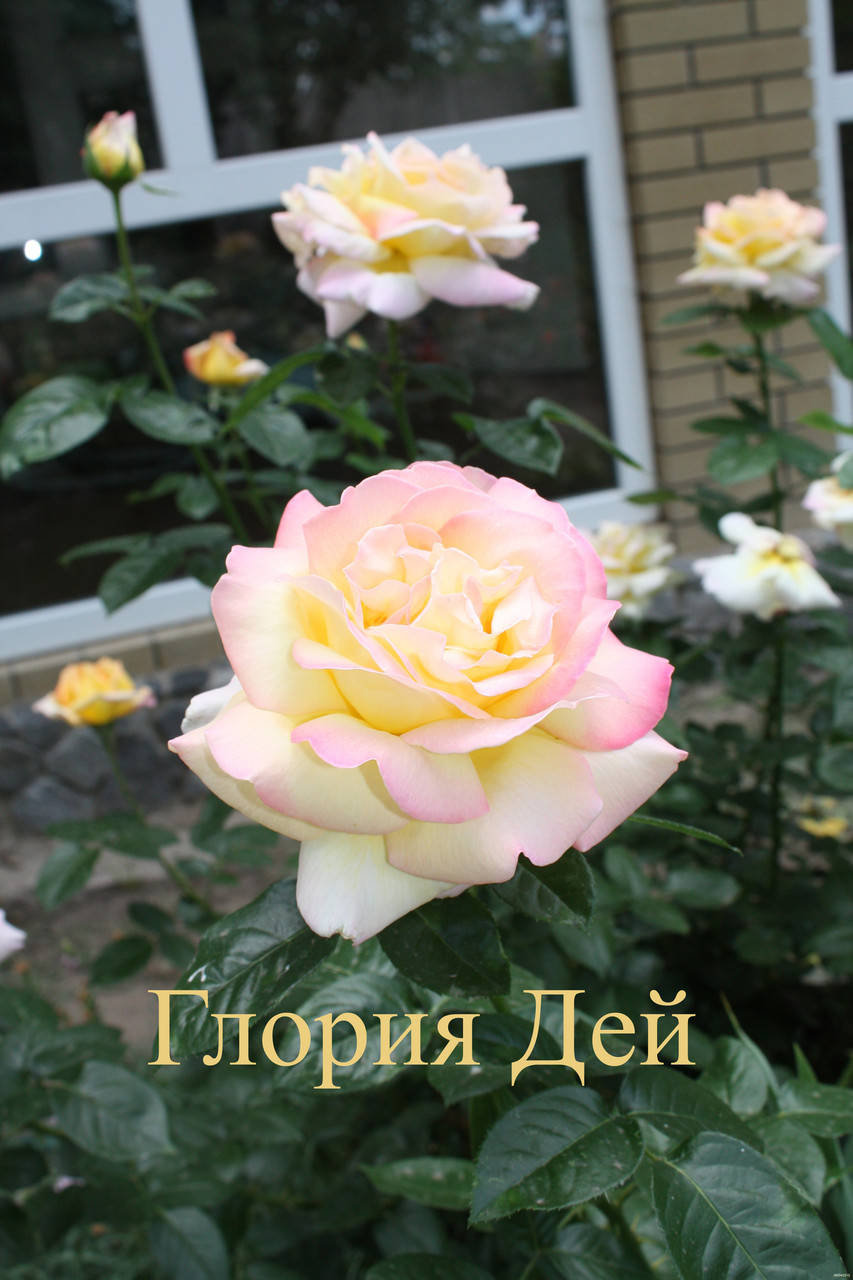 

Роза чайно-гибридная Глория Дэй (Gloria Dei)
