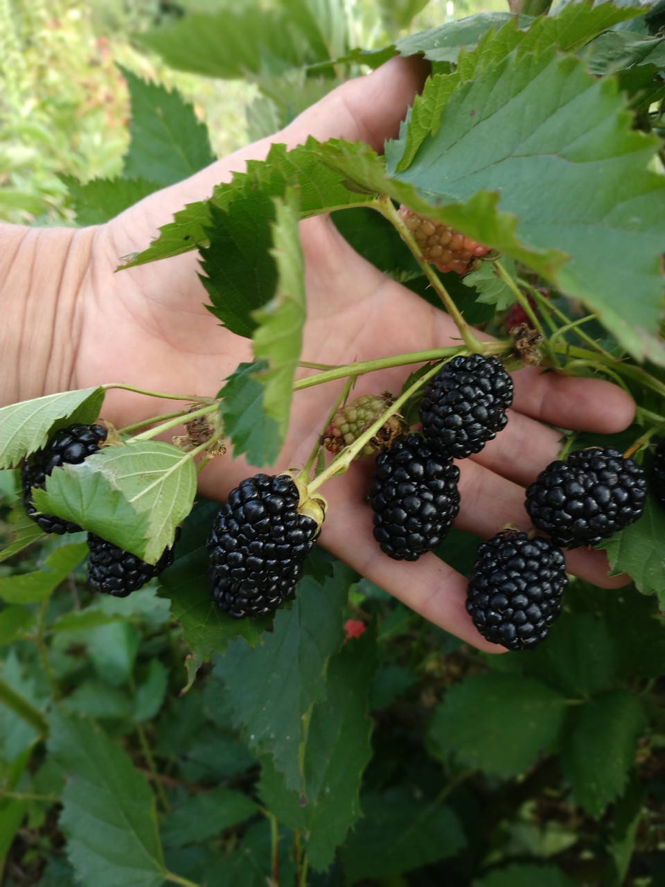 

"Бромбо Деликадо" - саженцы выкопные двухлетние.
