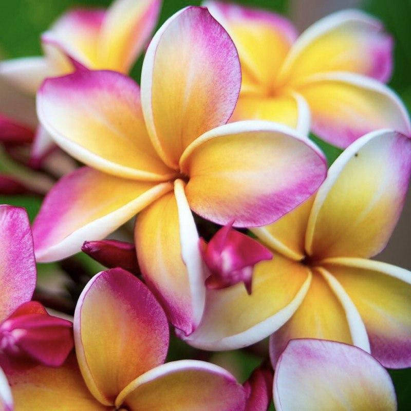 

Plumeria / Плюмерия, 10 г