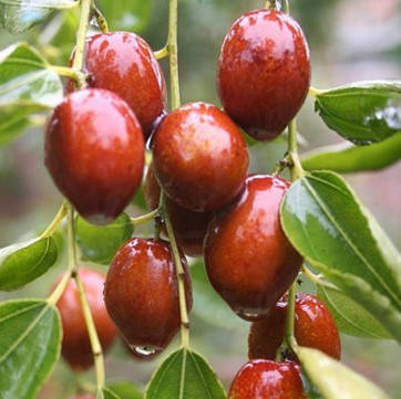 

Конфетный - саженцы зизифуса ( унаби, Китайский финик, жожоба )