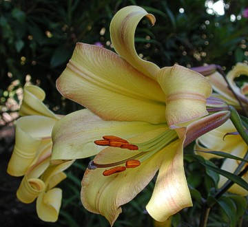 

Лилия Golden Splendour, Золотистый
