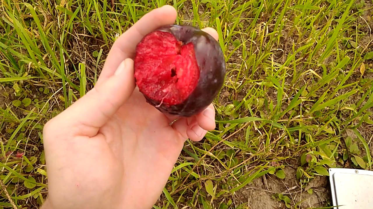 

Саженцы сливы «Бербанк гигант»