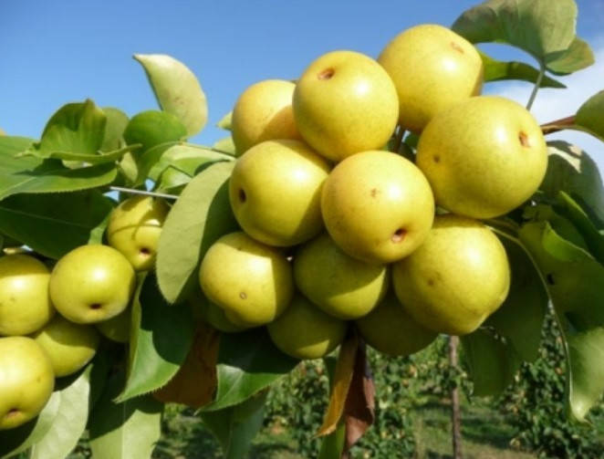 

Саженцы груши ТЕМБОЛИ осеннего срока созревания (двухлетний)