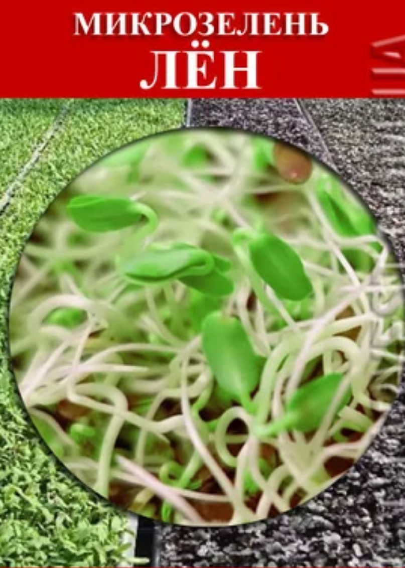 

Семена на микрозелень Лён 100 г