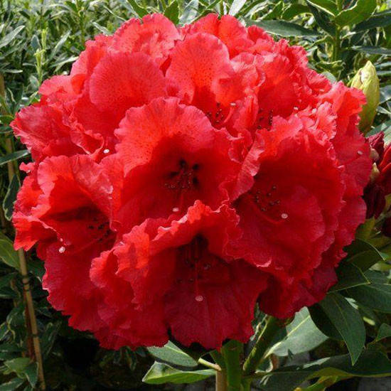 

Рододендрон Ред Джек / С4 / Rhododendron Red Jack
