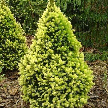 

Ель канадская Дэйзи уайт, Picea glauca Daisy's White