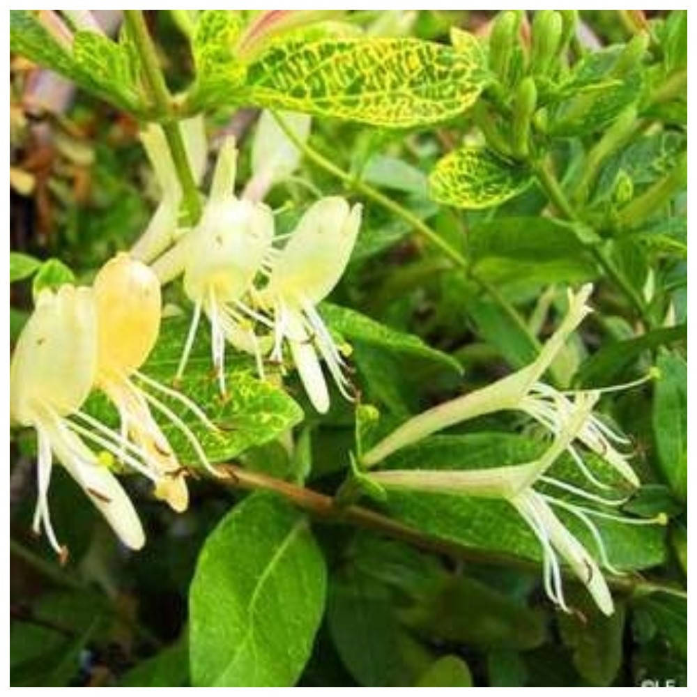 

Жимолость японская Aureoreticulata