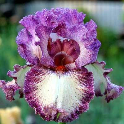 

Ирис Brazen Beauty (корневища)