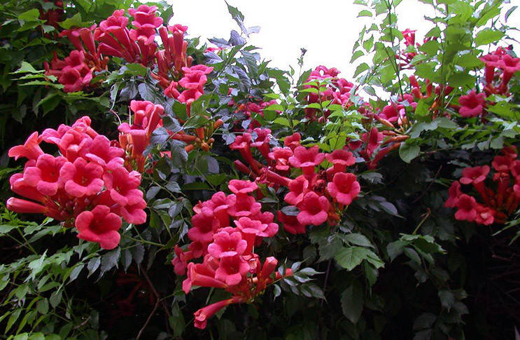 

Кампсис Atropurpurea 10 семян