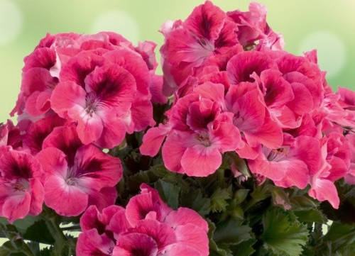 

Рассада пеларгонии грандифлора Aristo Salmon with Eye лососевый d15см