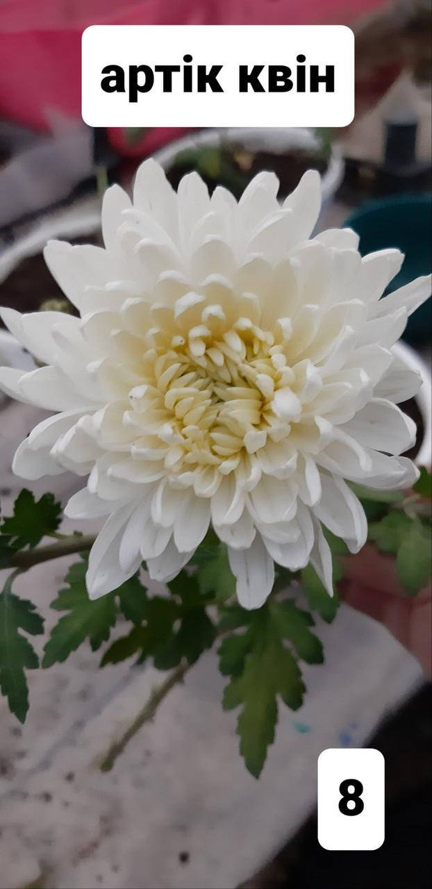 

Хризантема веточная (черенок Арктик квин №8