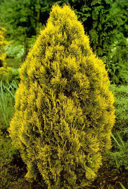 

Туя західна Санкіст 3 роки / Туя западная Санкист / Thuja Sunkist