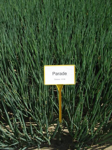 

Семена лука Параде \ Parade 10000 семян Bejo zaden