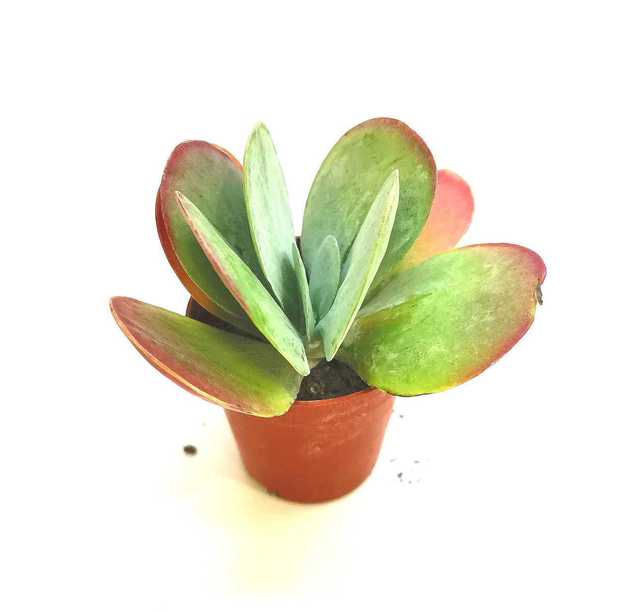 

Каланхоэ Kalanchoe luciae Суккулент Комнатное растение