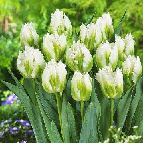 

Тюльпан Snow Valley 3 шт